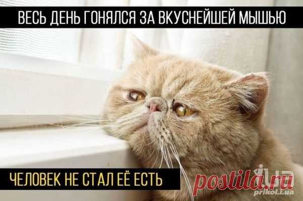 Приколы - картинки, видео приколы, смешные истории и анекдоты