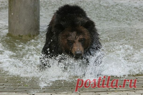 Медведь носил стальную «рубашку» много лет. Вот что произошло, когда его освободили…