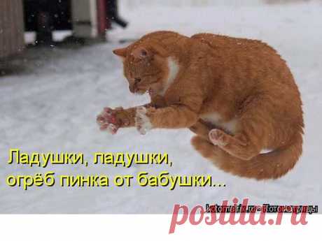 Забавные животные
