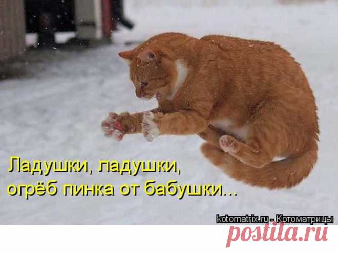 Забавные животные