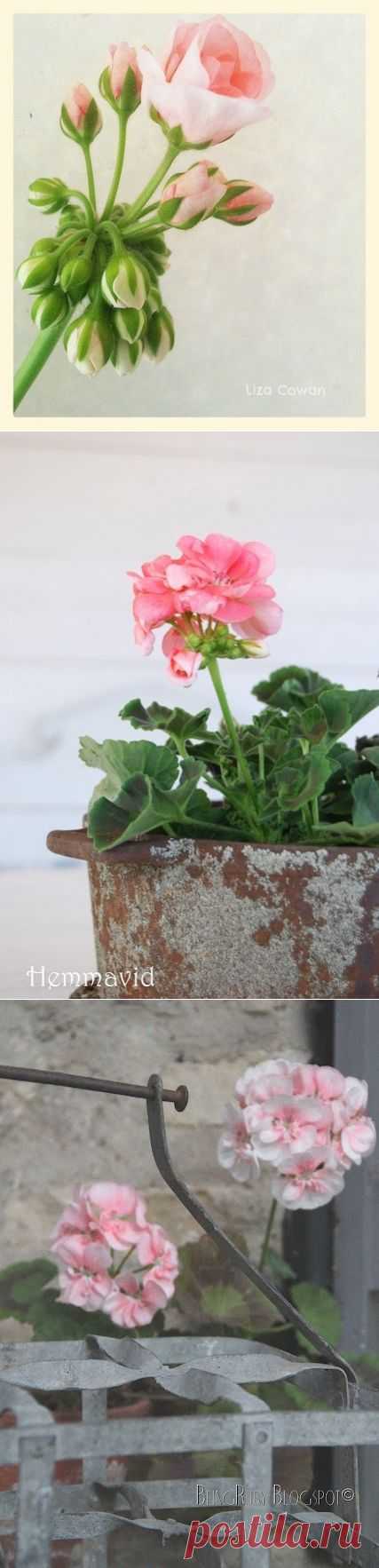 И ВНОВЬ НЕМНОГО О ГЕРАНИ :)