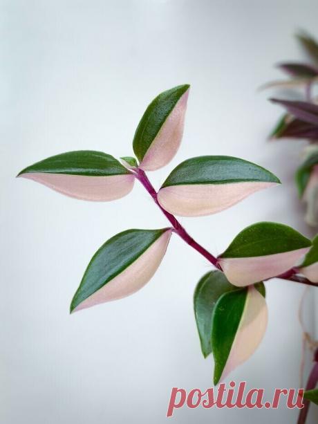 Самые невероятные растения планеты