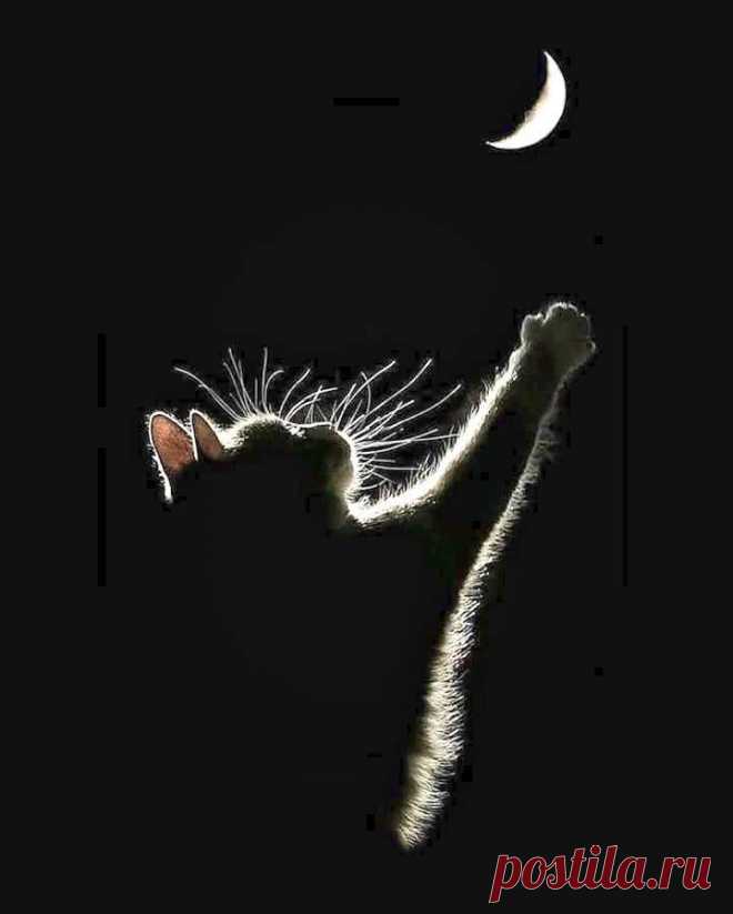 Tweets liked by Eternal Love 🐥🦋🐱 (@liubov_liubov5) / Twitter