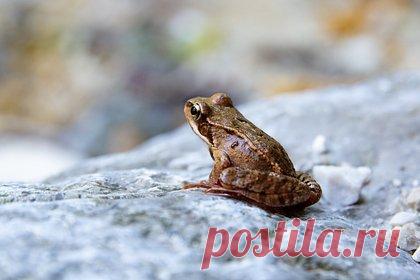 В Британии недосчитались лягушек и жаб. В Британии после прошлогодней засухи заметили значительное сокращение популяций жаб, лягушек и тритонов, в том числе в прудах, в которых ранее их было много. Экологи опасаются, что из-за изменения климата произошла засуха, которая осушила пруды, необходимые для обитания и размножения земноводных.