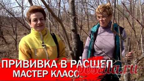 Прививка в расщеп мастер класс