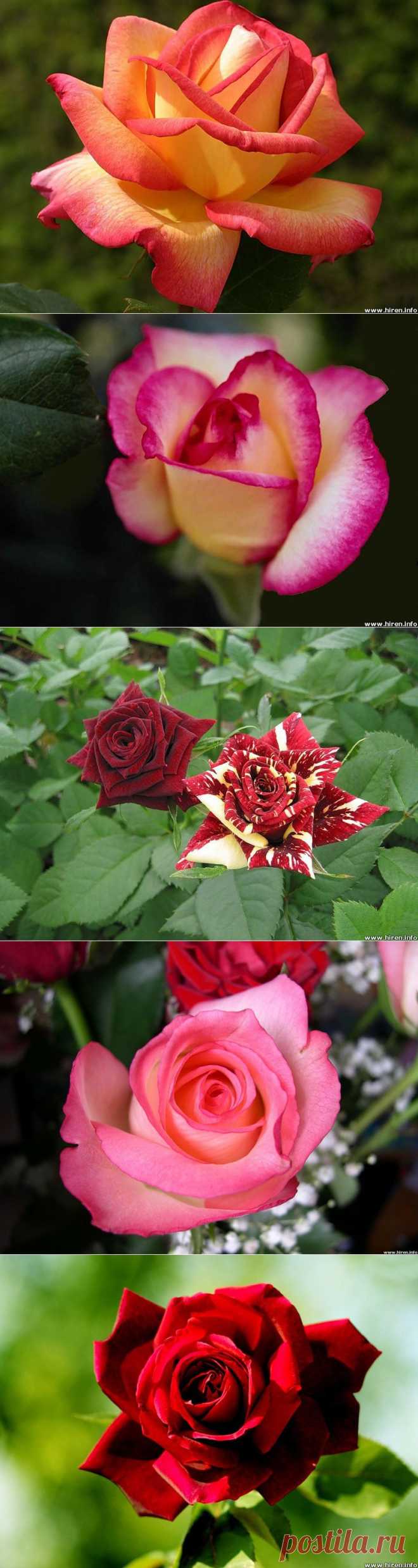 Просто королева - Розы