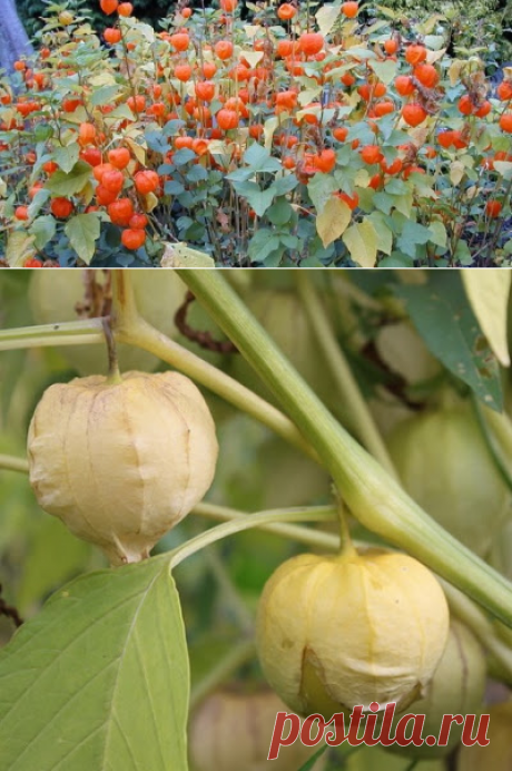 Женсовет: Физалис - рассада - выращивание