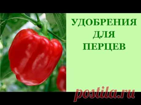 Сладкий перец. Чем подкормить перцы?