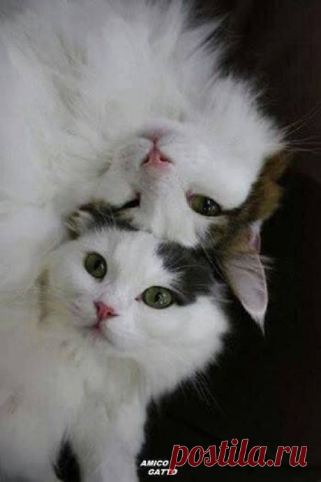 (20) Facebook