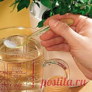 Флористы рекомендуют! От этого средства комнатные цветы растут как сумасшедшие! - МирТесен