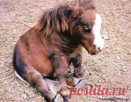 Just a tiny pony﻿