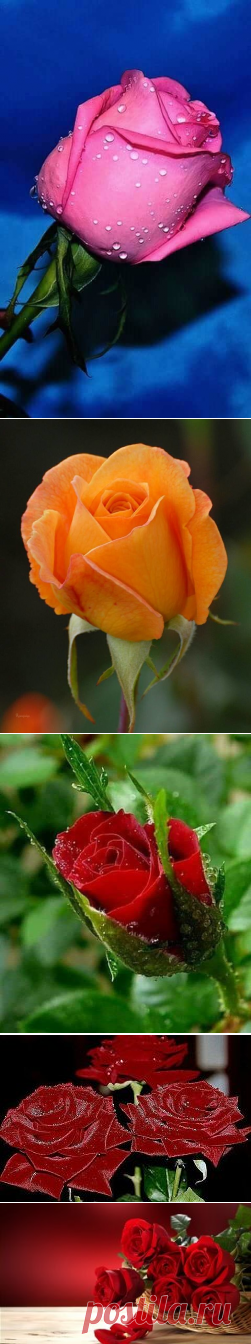 (60) Одноклассники