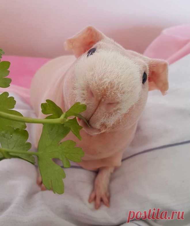 Бесшерстная морская свинка породы скинни по кличке Пим