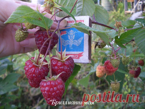 Ненормальная малина