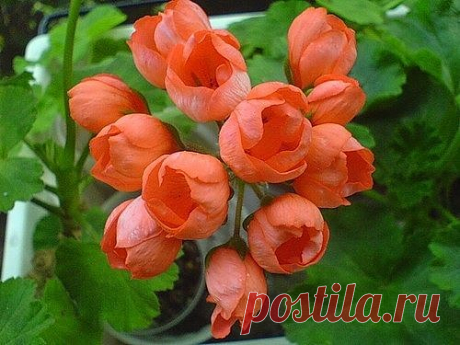 (43) Одноклассники