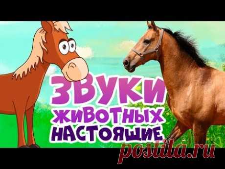 ЗВУКИ ЖИВОТНЫХ для самых маленьких - развивающие мультики для детей - как говорят животные