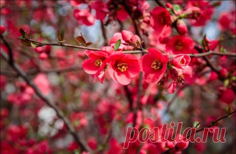 В Крыму цветет японская айва