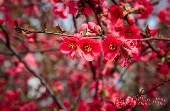 В Крыму цветет японская айва