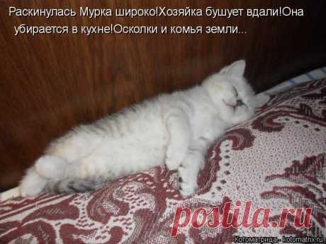kotomatritsa_e.jpg (Изображение JPEG, 750 × 562 пикселов)