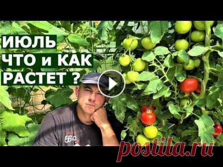 В гостях в огороде    VOGORODE PRO Обзор огорода в июле. Подмосковье. Теплицы и открытый грунт. Помощь каналу, карта Сбербанка - 4276 3800 7513 3459 Роман Андреевич Я. Канал на Дзене - ...