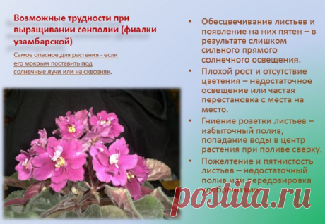 Сенполия (узамбарская фиалка): уход и выращивание в домашних условиях, решение проблем