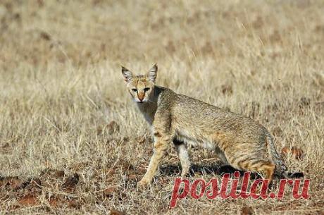 Камышовый кот (Felis chaus) 12 фото - Блог о Кошках Британской Породы