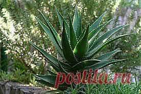 “Волшебный” сок Алоэ Вера от компании NSP. | NSP - Продукты Солнца