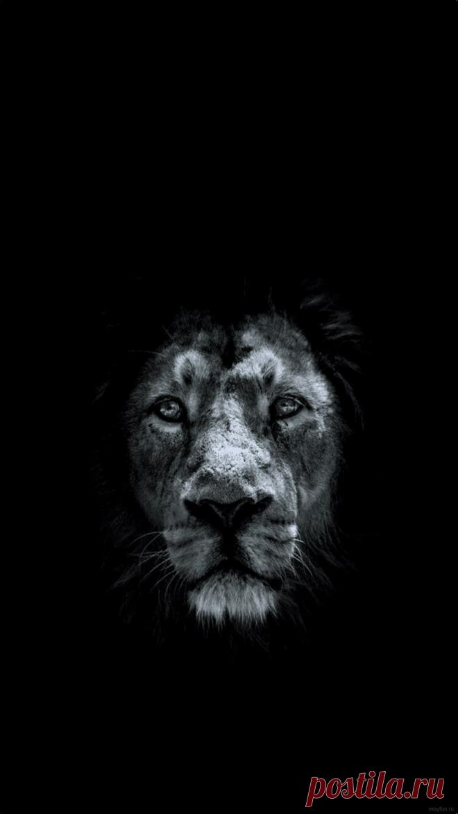 Скачать льва на черном фоне на фон блокировки телефона андроид и айфон.