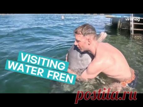 Дельфин стал звездой сети, устроив "обнимашки" с посетителем бассейна (видео)