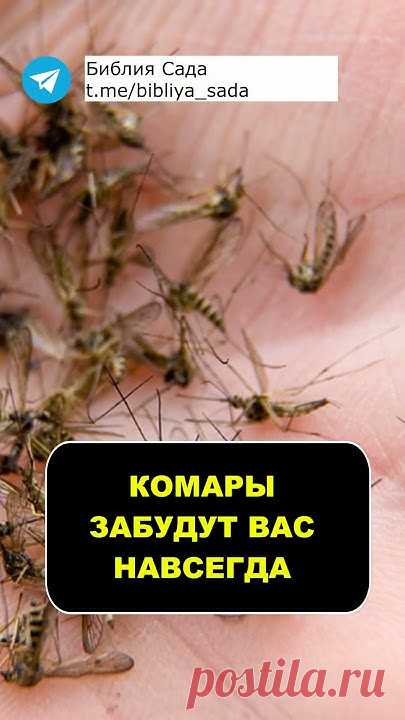 Комары могут не только больно кусать, но и переносить опасные инфекции. Поэтому надо заботиться о том, чтобы эти надоедливые насекомые не приближались к вам ...
