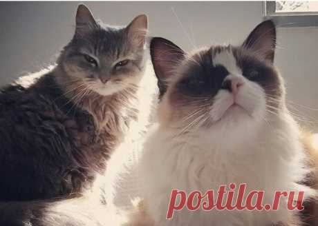 Коты-воришки, которых поймали на месте преступления