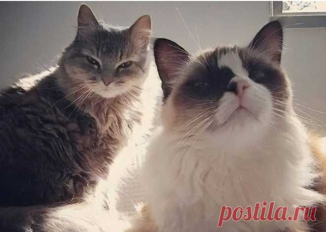 Коты-воришки, которых поймали на месте преступления