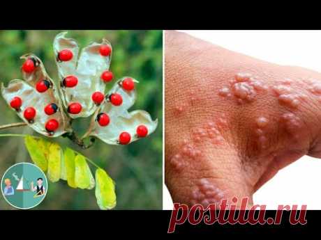 10 САМЫХ ОПАСНЫХ И ЯДОВИТЫХ растений на планете!