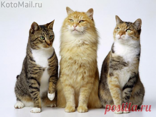 Крепкие "орешки"