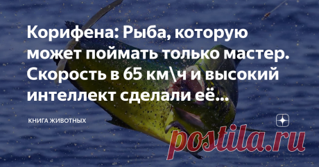 Корифена: Рыба, которую может поймать только мастер. Скорость в 65 км\ч и высокий интеллект сделали её легендой Серебряную пулю может словить не только вурдалак, но и вполне человеческий рыбак. Причём последние сами ищут с ней встречи: едут к чёрту на кулички, запасаются дорогущими спиннингами, платят местному правительству. А всё для того, чтобы поймать её — корифену! Чтобы понять, как рыба из Тропических и Субтропических вод связана с боевым патроном, давайте взглянем на...