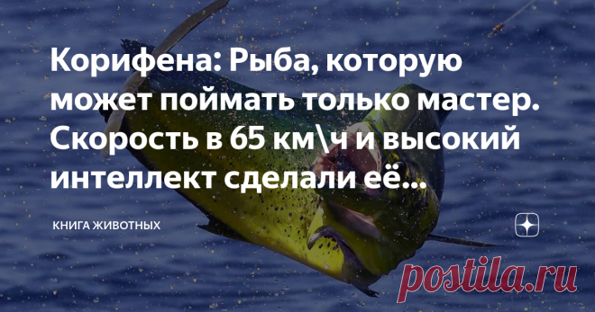 Корифена: Рыба, которую может поймать только мастер. Скорость в 65 км\ч и высокий интеллект сделали её легендой Серебряную пулю может словить не только вурдалак, но и вполне человеческий рыбак. Причём последние сами ищут с ней встречи: едут к чёрту на кулички, запасаются дорогущими спиннингами, платят местному правительству. А всё для того, чтобы поймать её — корифену! Чтобы понять, как рыба из Тропических и Субтропических вод связана с боевым патроном, давайте взглянем на...