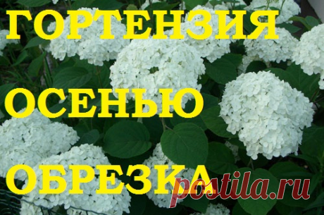 Гортензия древовидная. Осенняя обрезка. - МирТесен