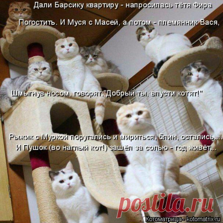Котоматрица: Главная