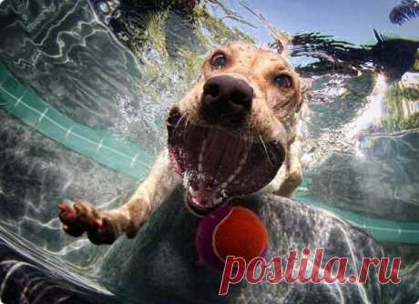 Удивительные подводные собаки
