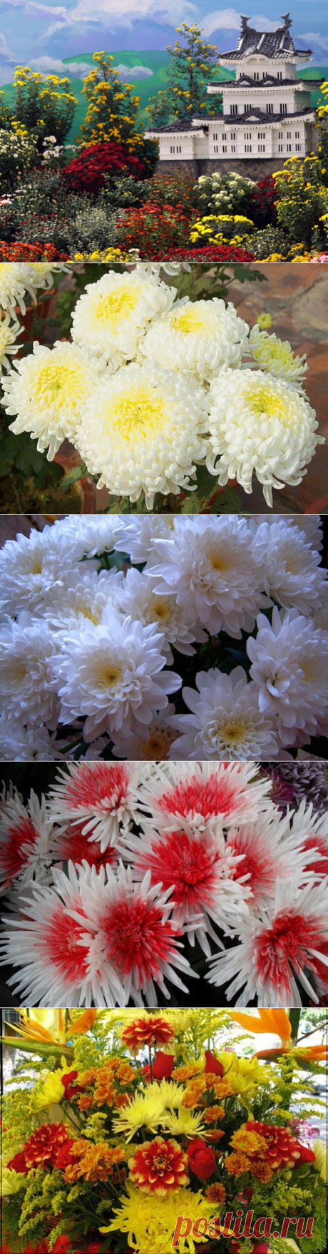 ПРАЗДНИК ХРИЗАНТЕМЫ...Хризантемы в зеленой фарфоровой вазе, 
Хризантемы в хрустальном граненом сосуде, 
И в плетеной корзиночке феи небесной, 
И с кувшином вина на эмалевом блюде, 
Хризантемы средь тонких бокалов и крабов... 
Хризантемами часто любуемся все мы; 
Вот бутоны, вот те, что едва приоткрылись, 
А подальше - там в полном цвету хризантемы!