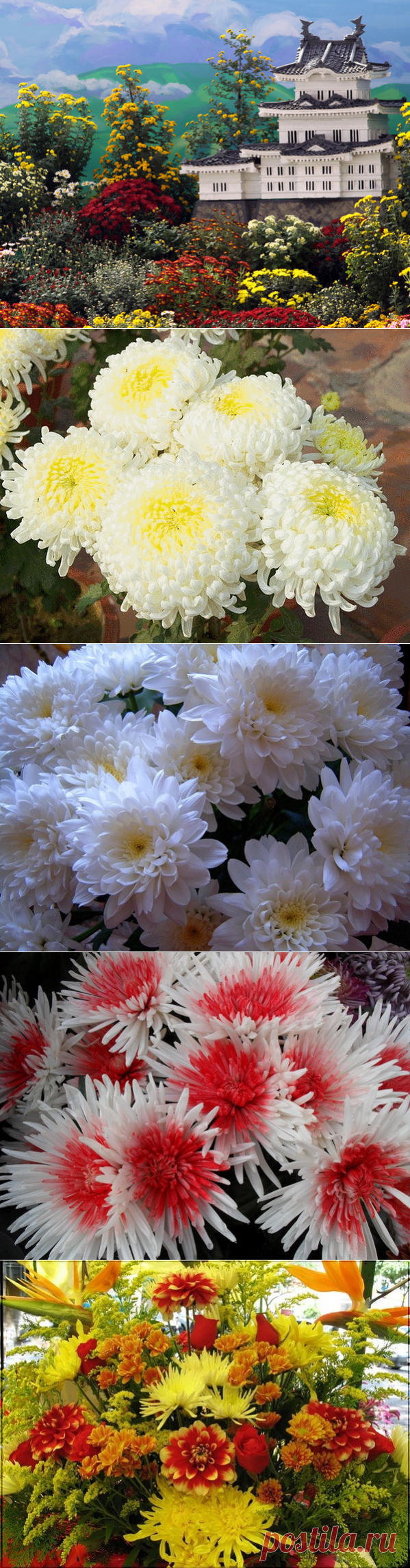 ПРАЗДНИК ХРИЗАНТЕМЫ...Хризантемы в зеленой фарфоровой вазе, 
Хризантемы в хрустальном граненом сосуде, 
И в плетеной корзиночке феи небесной, 
И с кувшином вина на эмалевом блюде, 
Хризантемы средь тонких бокалов и крабов... 
Хризантемами часто любуемся все мы; 
Вот бутоны, вот те, что едва приоткрылись, 
А подальше - там в полном цвету хризантемы!