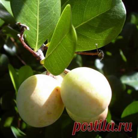 Икако