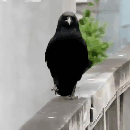 ТАНЦУЮЩАЯ ВОРОНА