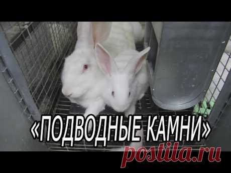 ГЛАВНЫЕ ПРОБЛЕМЫ ДОМАШНЕГО КРОЛИКОВОДСТВА.
