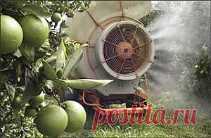 Фрукты с пестицидами: пугающая правда | ТОП-9