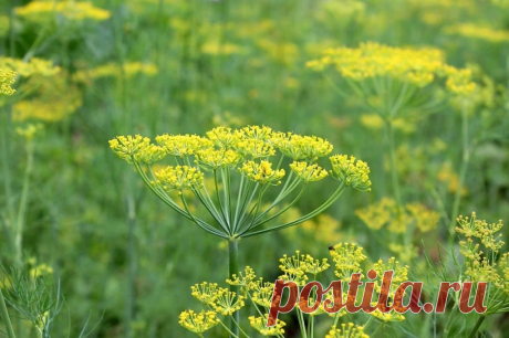 Самая страшная русская трава – укроп: почему иностранцы ее люто ненавидят | Соло - путешествия | Яндекс Дзен