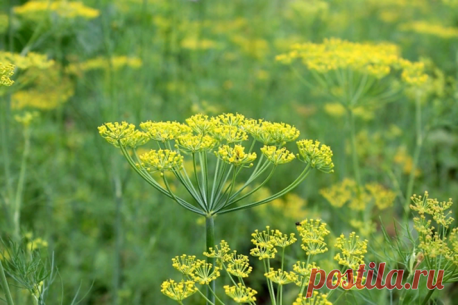 Самая страшная русская трава – укроп: почему иностранцы ее люто ненавидят | Соло - путешествия | Яндекс Дзен