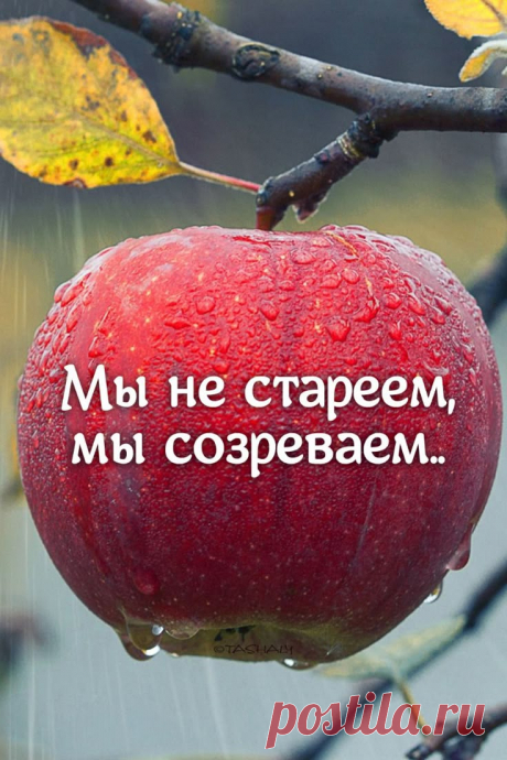Изображение пина-истории