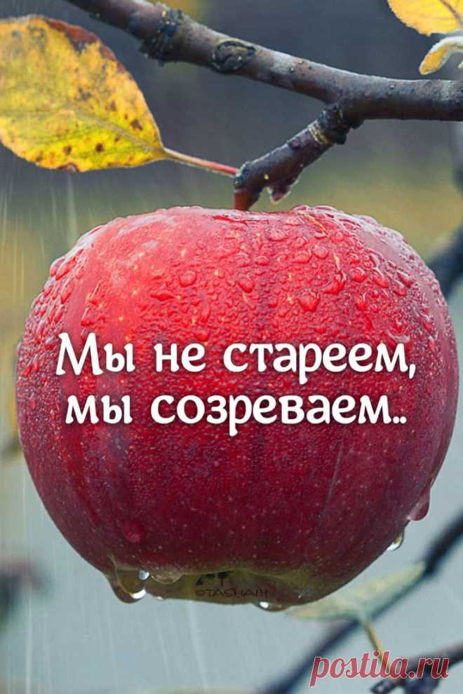 Изображение пина-истории