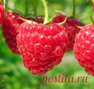 3 правила получения небывалого урожая малины